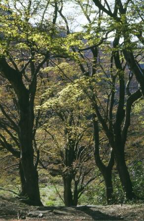 清徳寺の巨樹名木群の写真