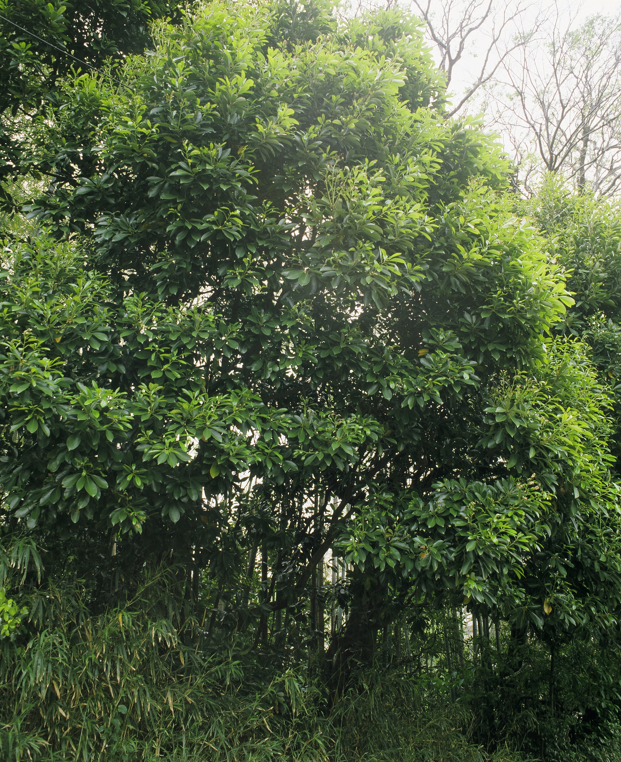 マテバシイの北限地帯［智光寺の樹叢］の写真