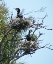 �ΎR�r�̒c�q���ŔɐB����J���E